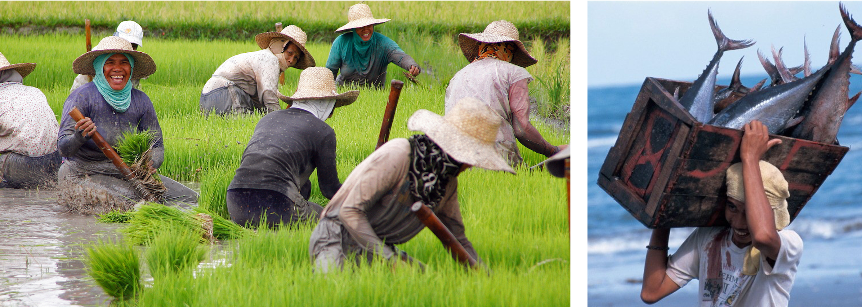 Productivity in the food security and agricultural sectors